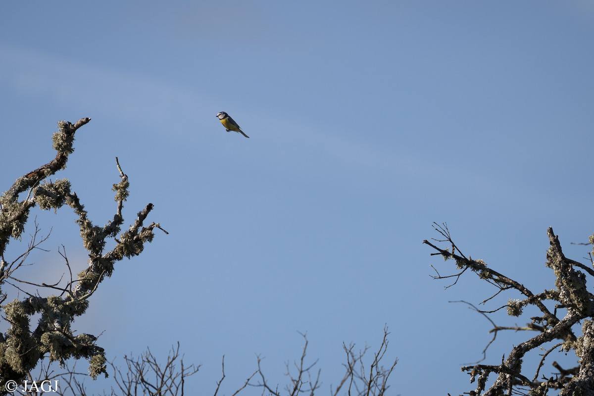 Eurasian Blue Tit - ML587201141