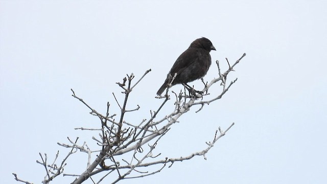 Small Ground-Finch - ML587203331