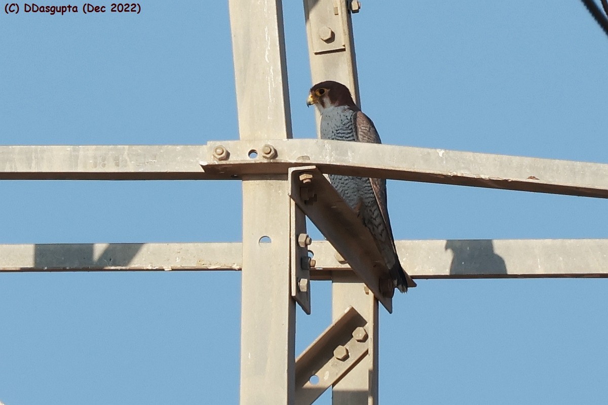 Red-necked Falcon - ML587203451
