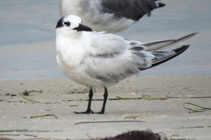 Sandwich Tern - ML587204251