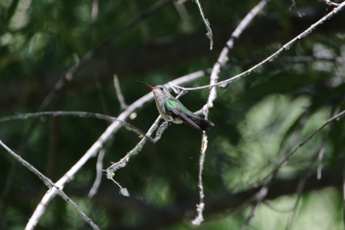 Broad-billed Hummingbird - ML587204661
