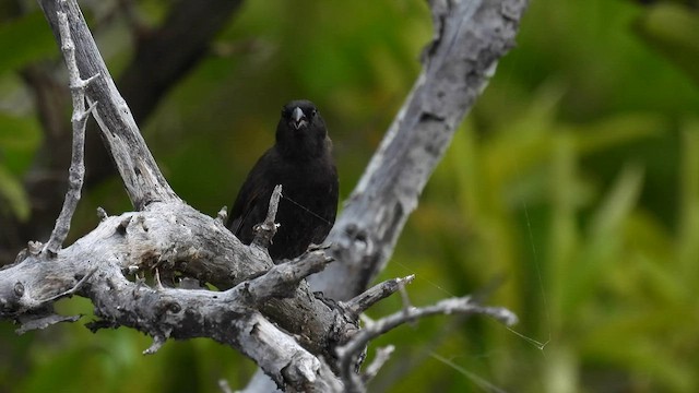 Small Ground-Finch - ML587204831