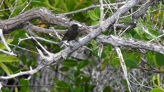 Small Ground-Finch - ML587205321