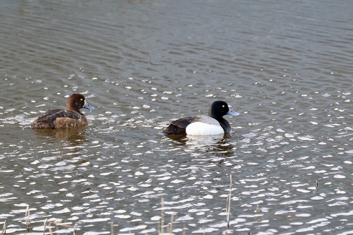 Greater Scaup - ML587207821