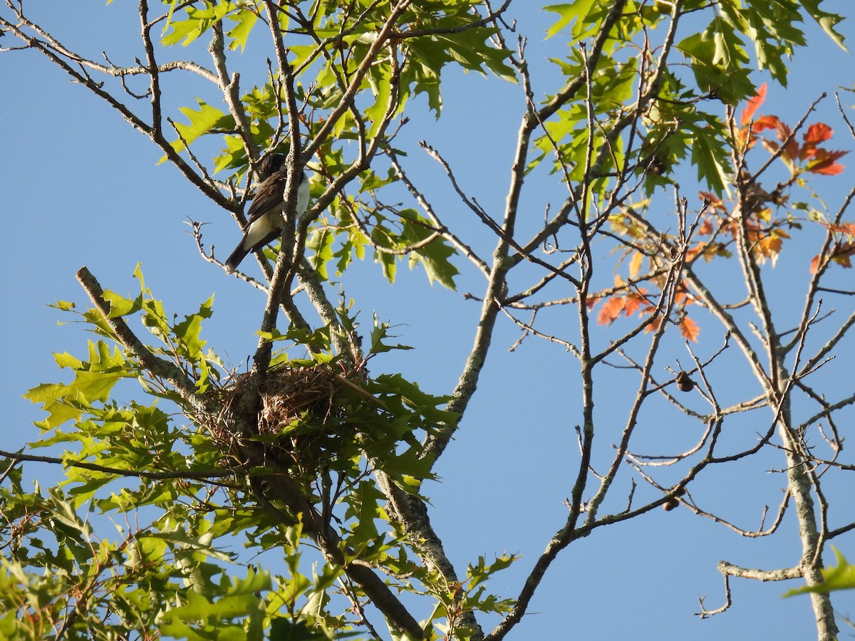 Eastern Kingbird - ML587208141