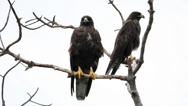 ガラパゴスノスリ - ML587208791