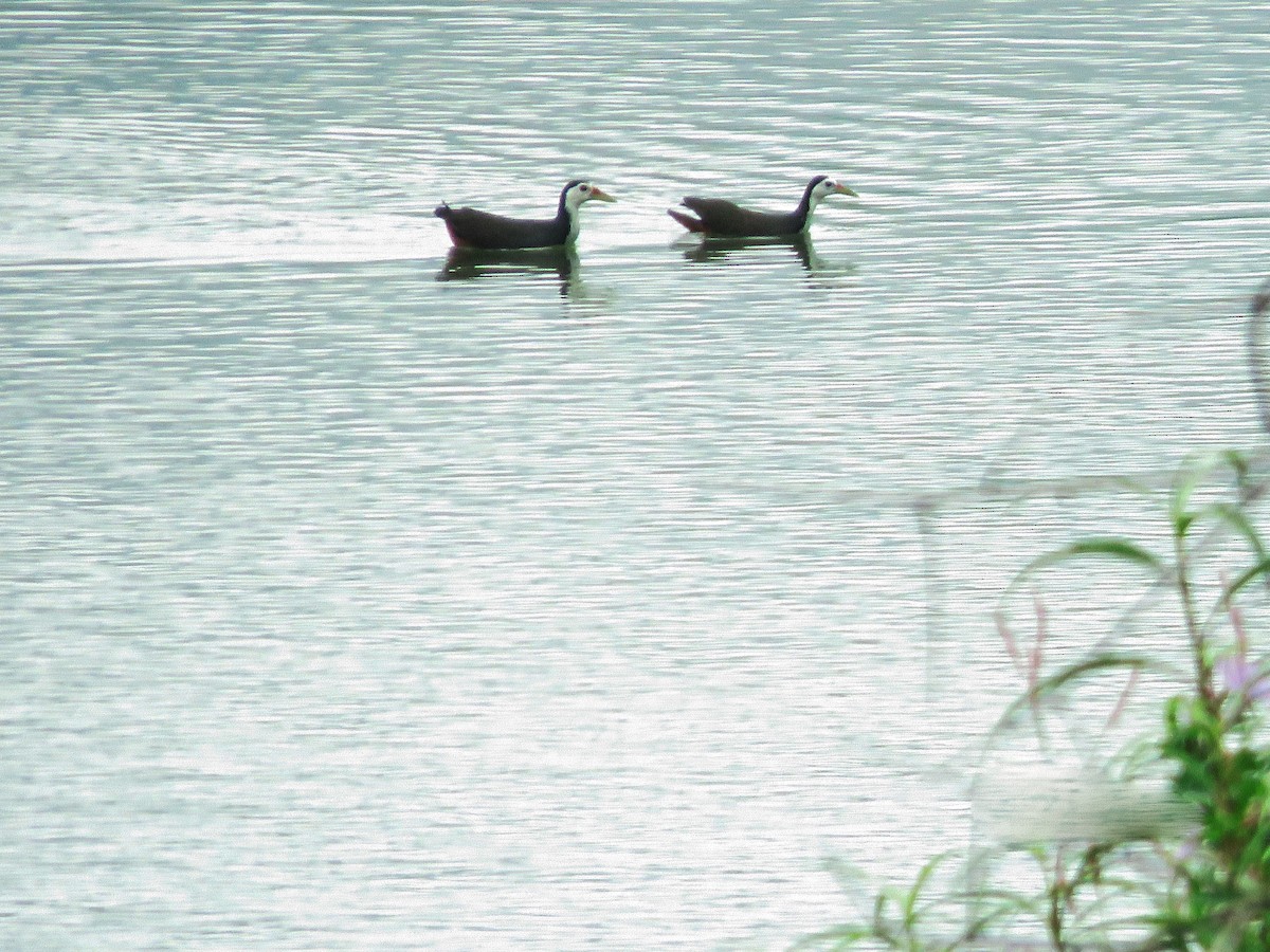 White-breasted Waterhen - ML587209341