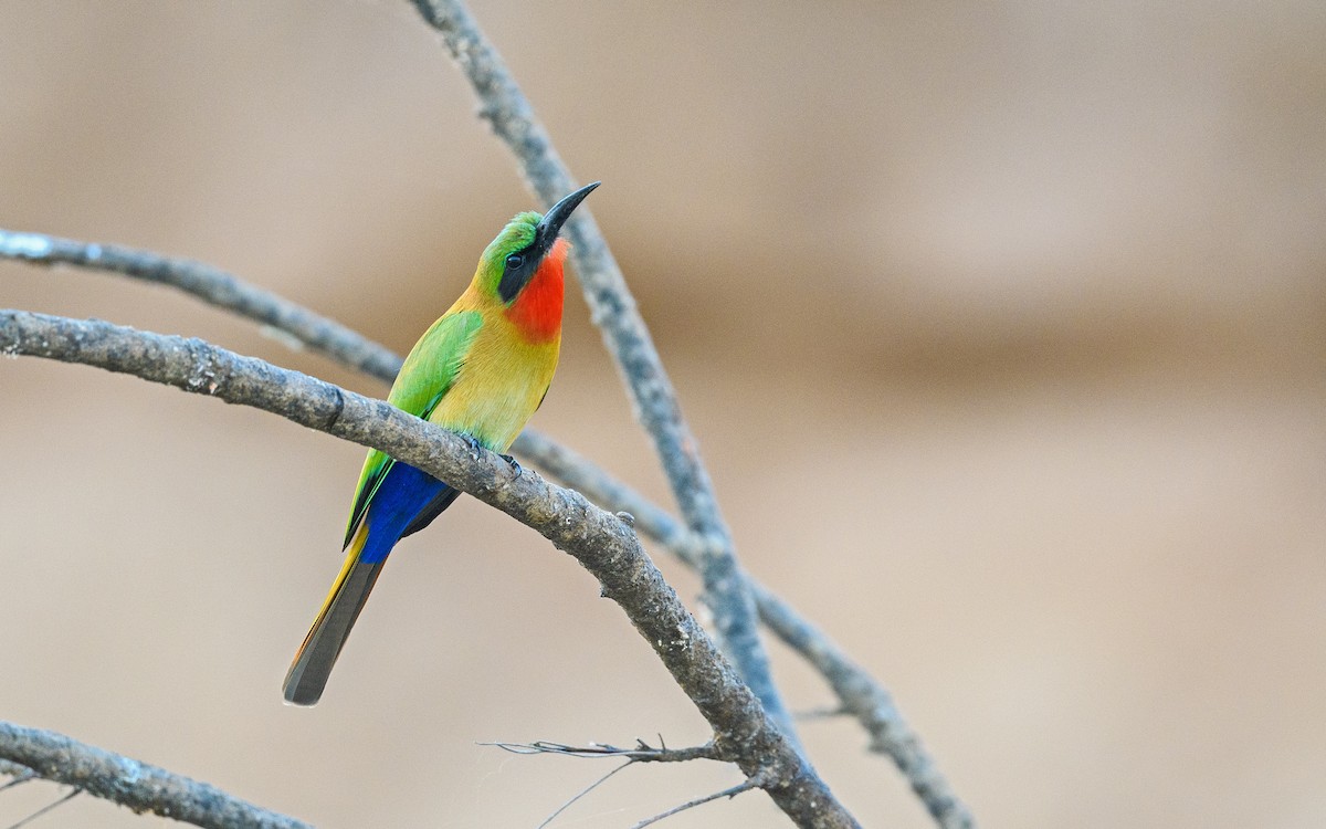 Red-throated Bee-eater - Dylan Vasapolli - Birding Ecotours