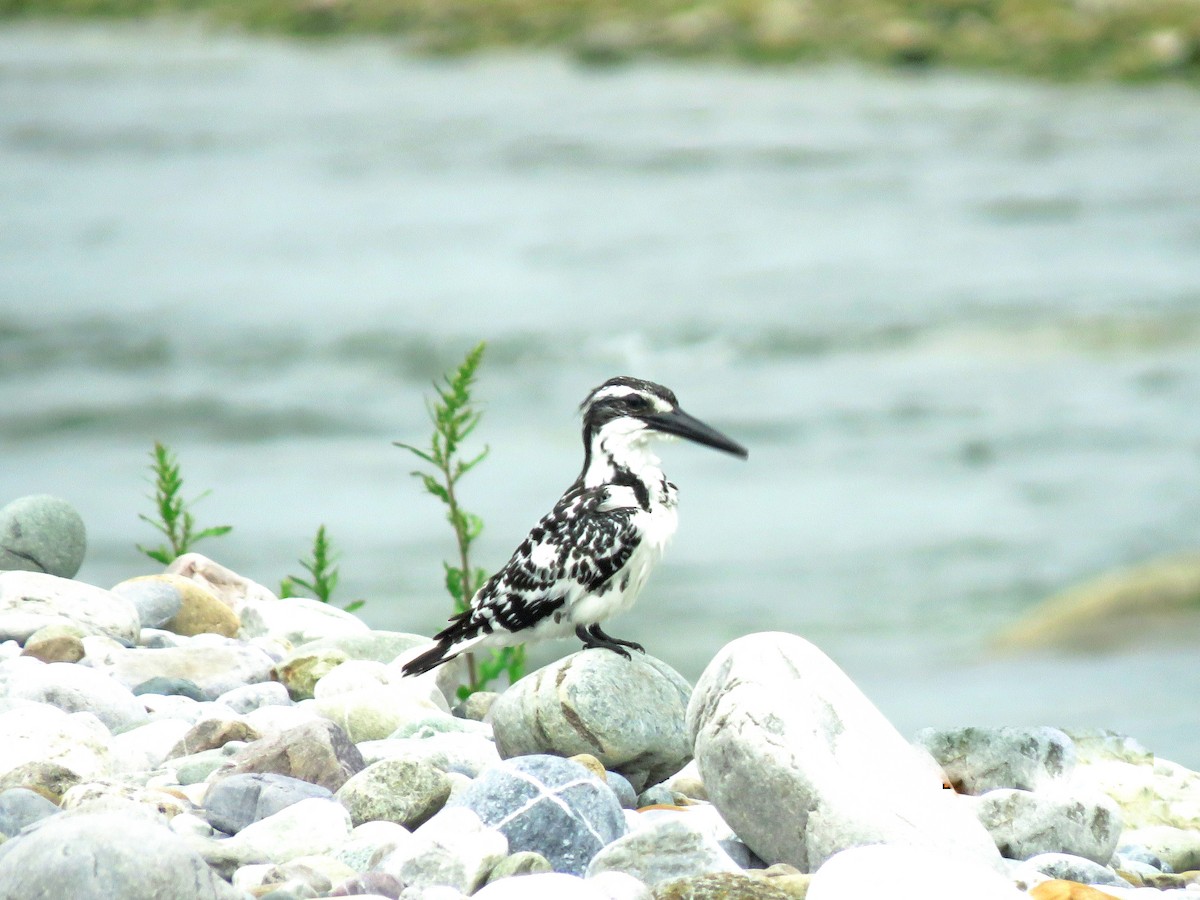 Pied Kingfisher - ML587209581