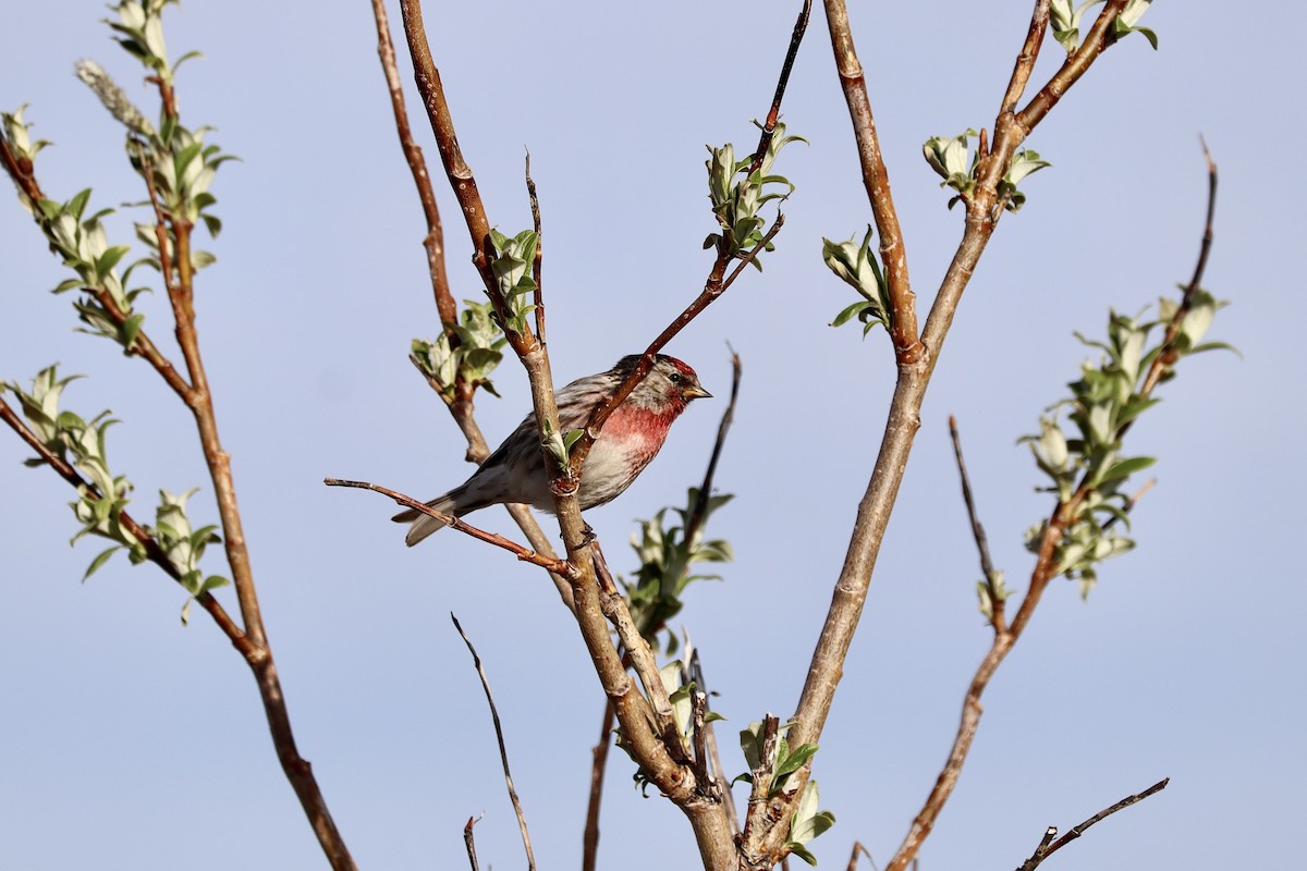 Common Redpoll - ML587211221