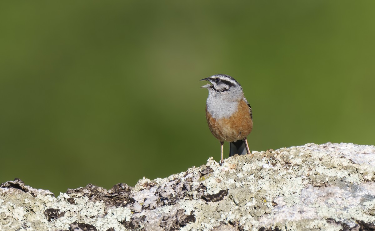 Rock Bunting - ML587212251