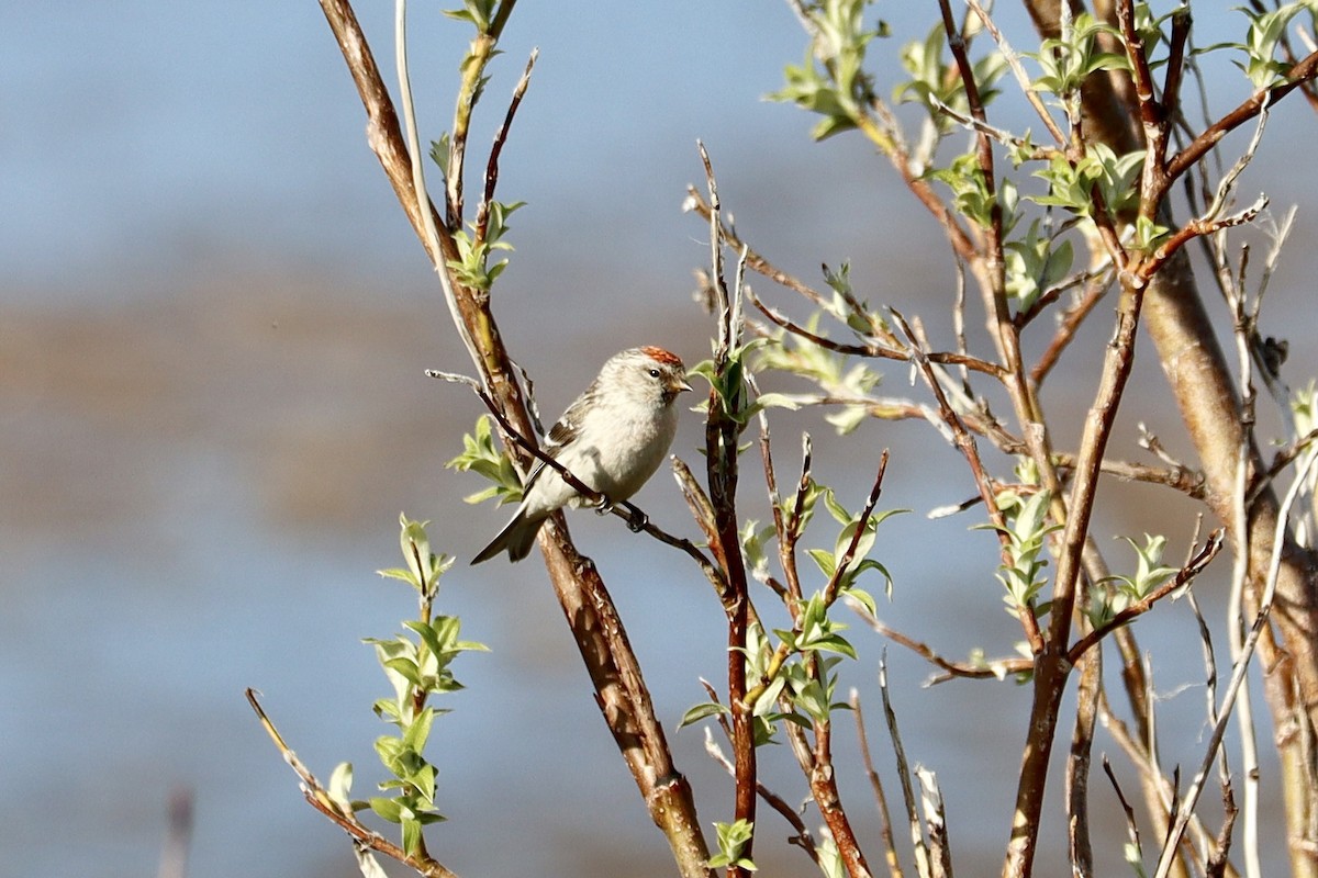 Hoary Redpoll - ML587212671