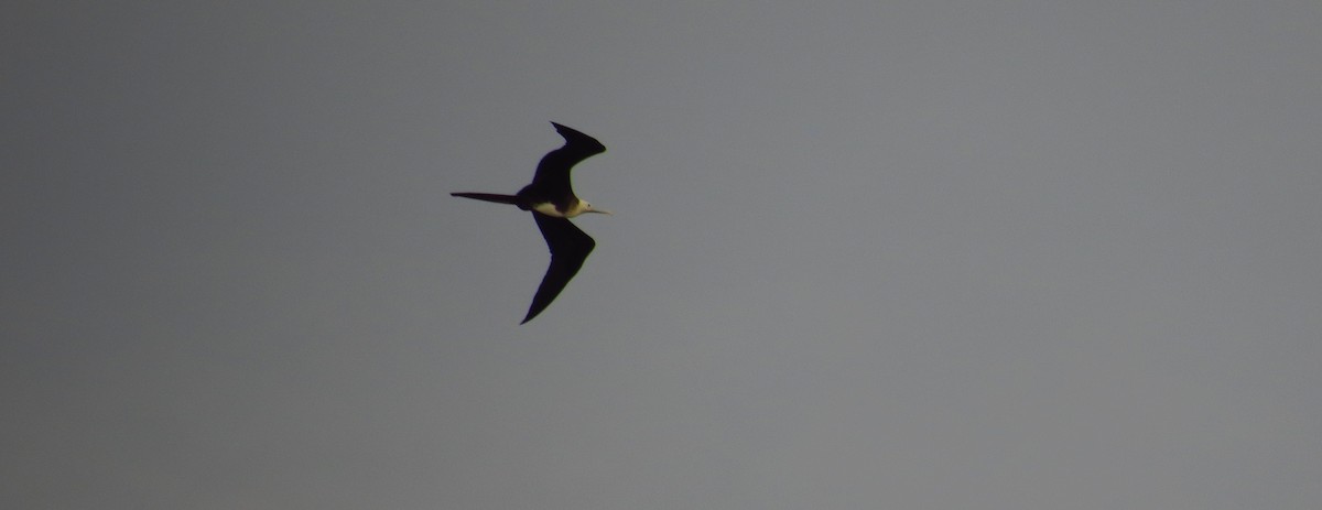 Magnificent Frigatebird - ML587212821