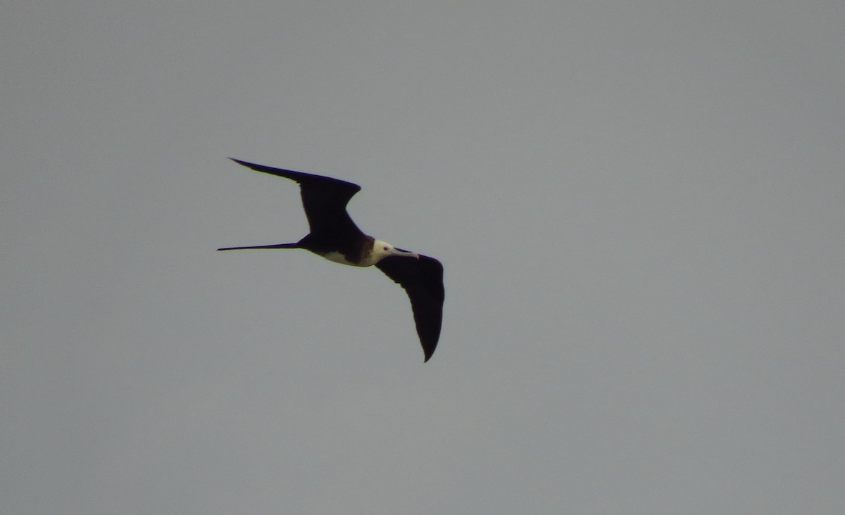 Magnificent Frigatebird - ML587212831