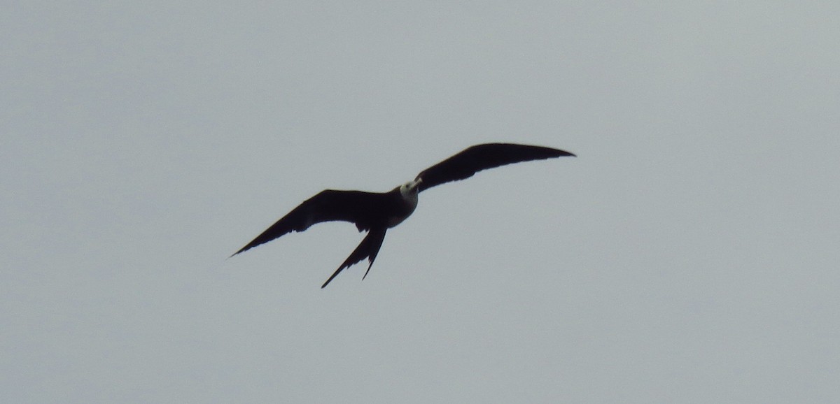 Magnificent Frigatebird - ML587212841