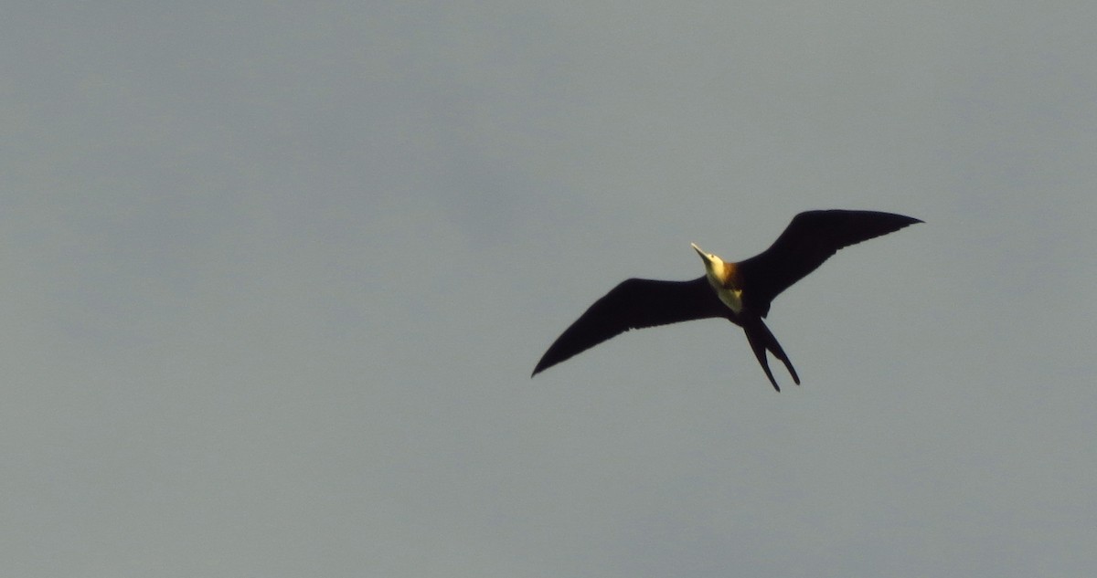 Magnificent Frigatebird - ML587212861