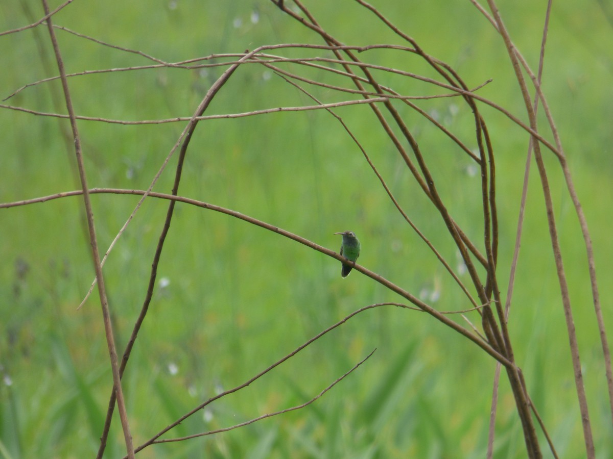 White-tailed Goldenthroat - ML587214071