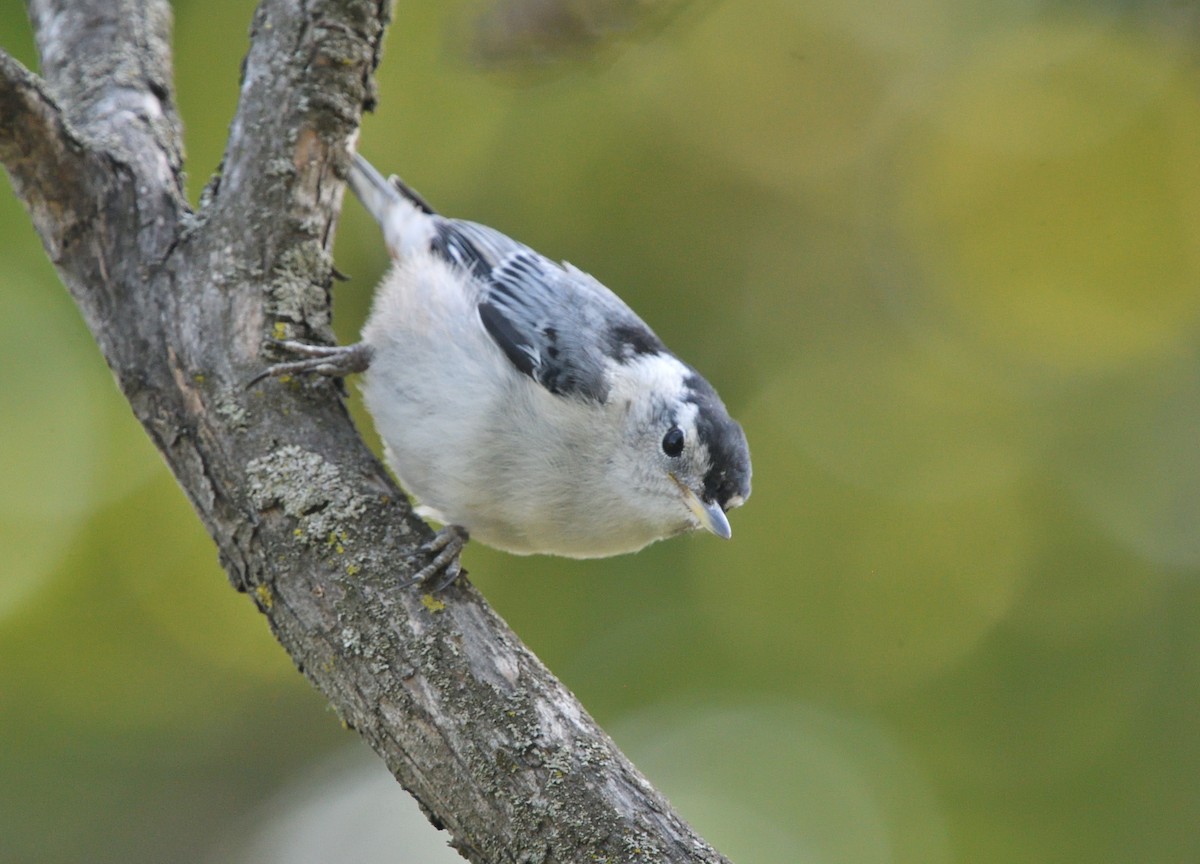 White-breasted Nuthatch - Louis Lemay