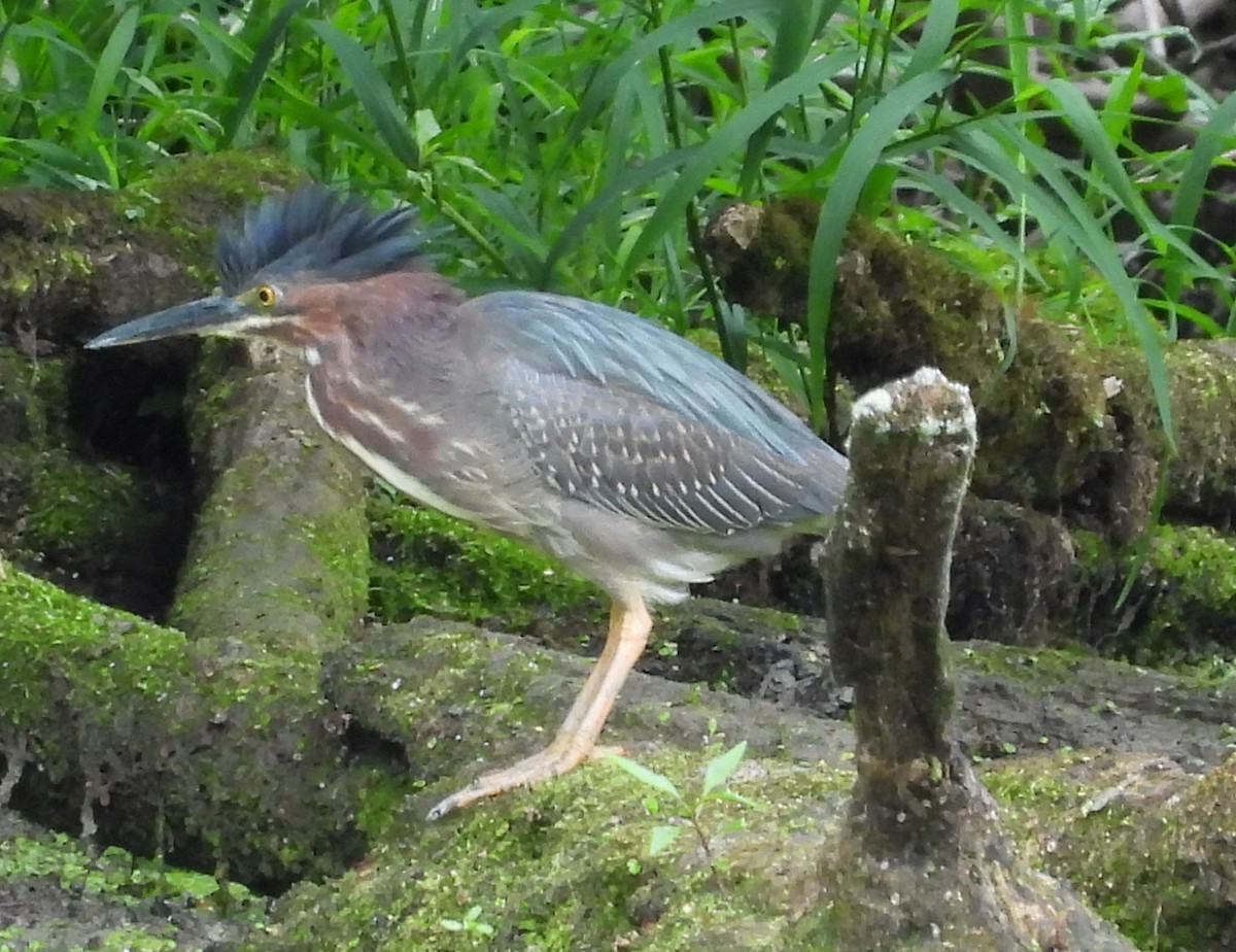 Green Heron - ML587215851