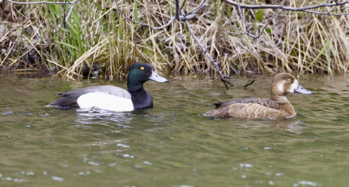 Greater Scaup - ML587216531