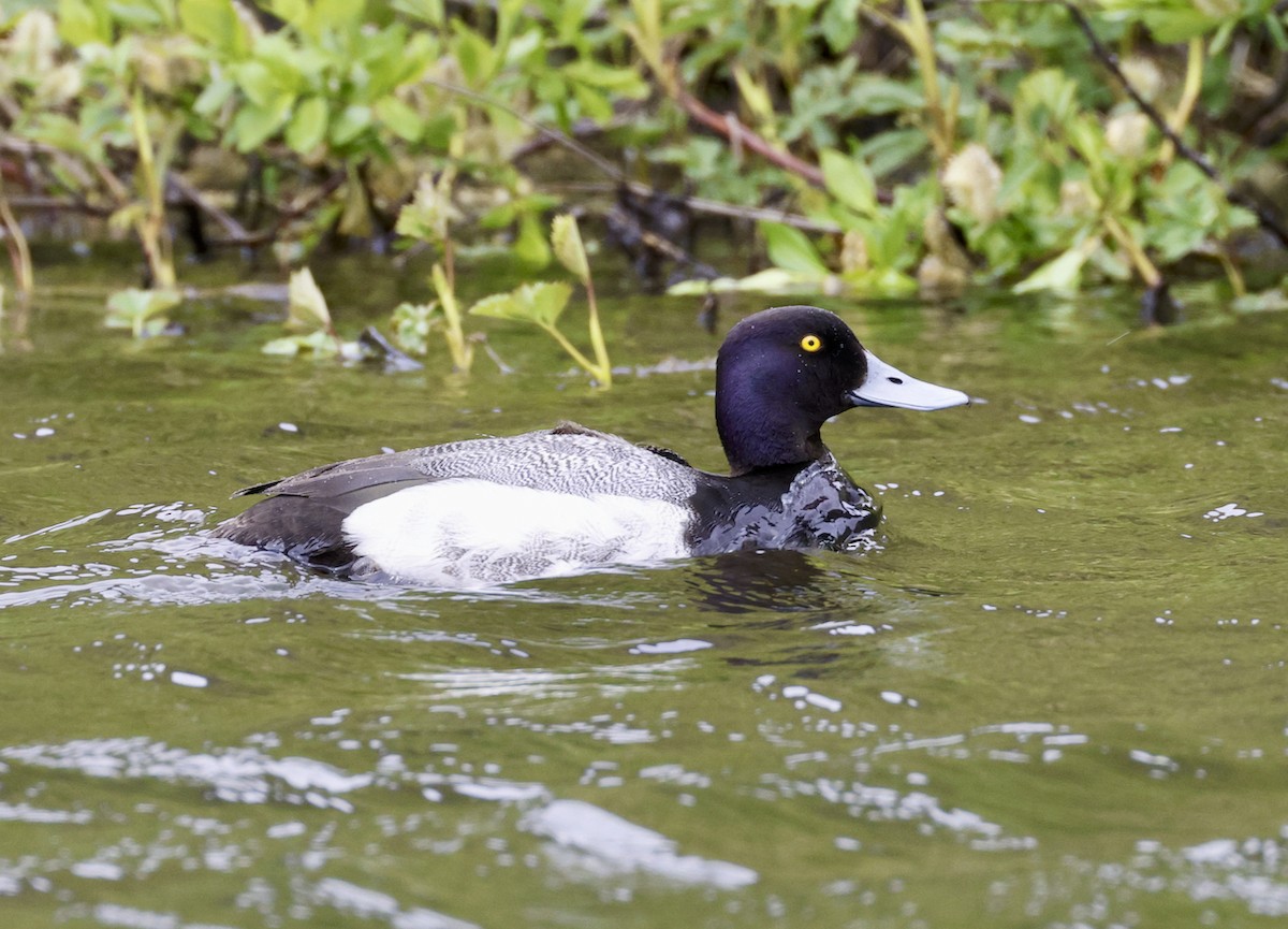 Greater Scaup - ML587216541