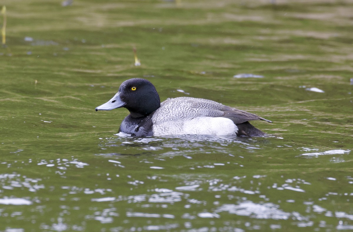 Greater Scaup - ML587216551