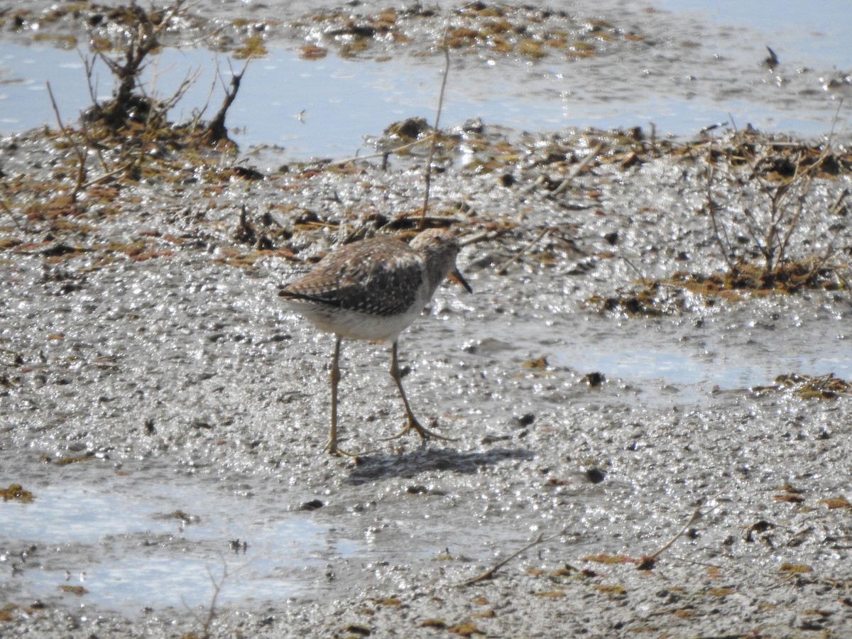 Wood Sandpiper - Bev Agler