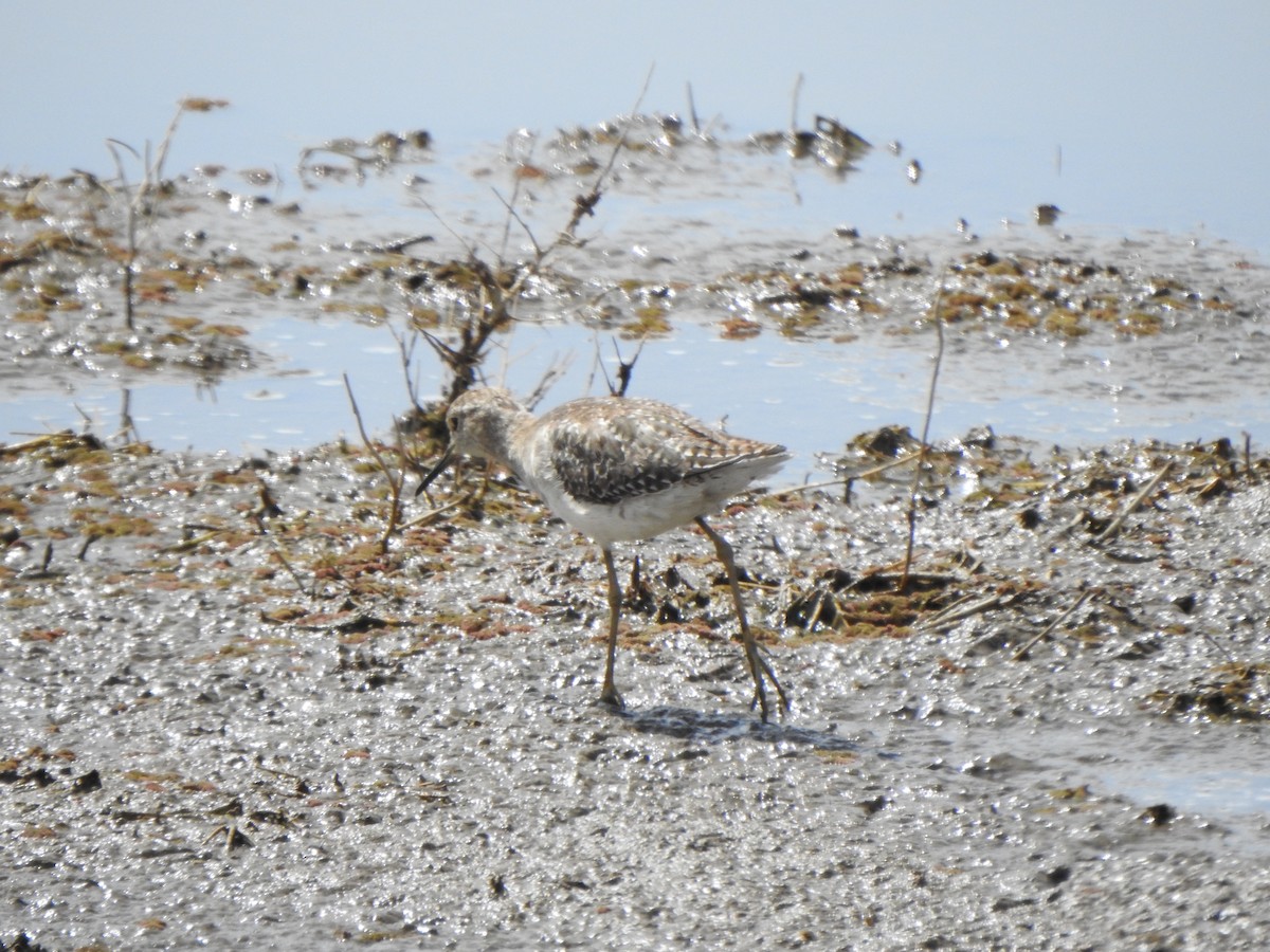 Wood Sandpiper - Bev Agler