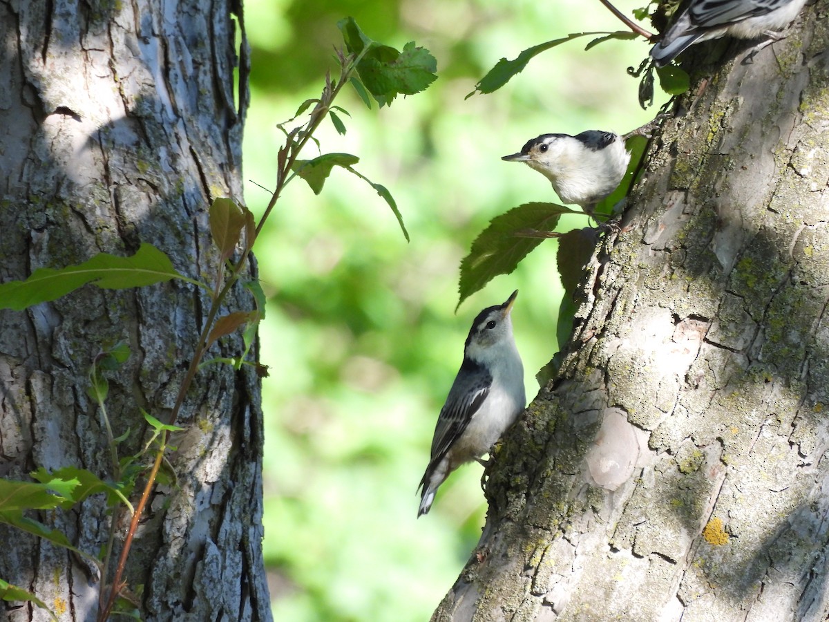 White-breasted Nuthatch - Michelle Bélanger