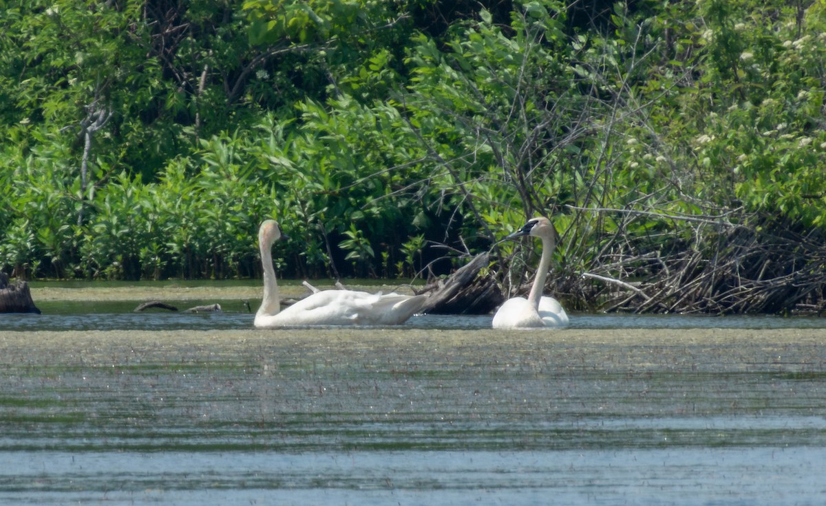 Trumpeter Swan - David Crowe