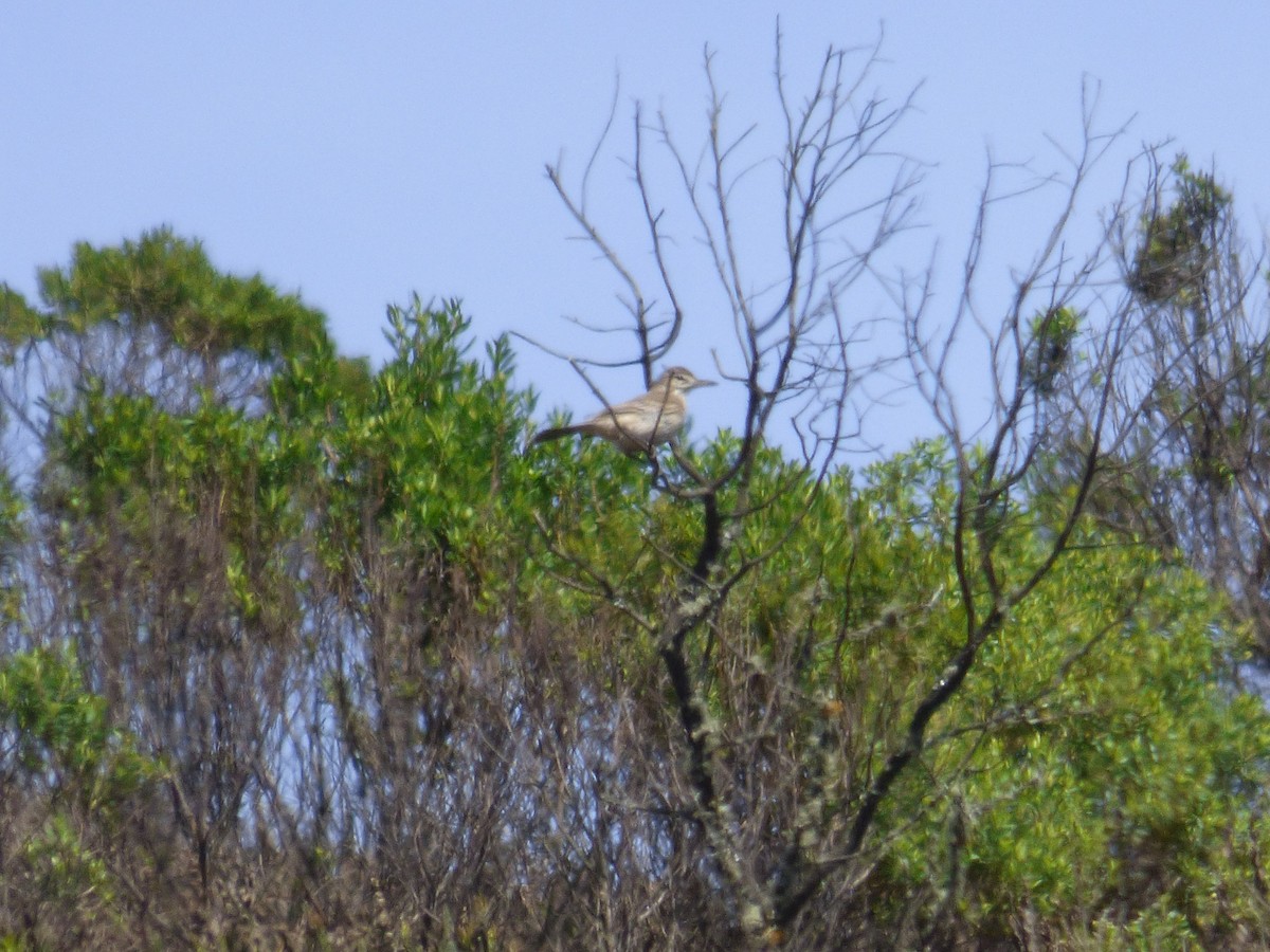 Gray-bellied Shrike-Tyrant - ML587218131