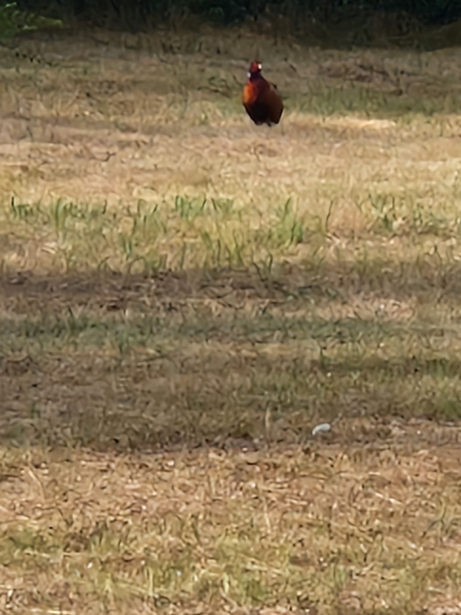 Ring-necked Pheasant - ML587218941