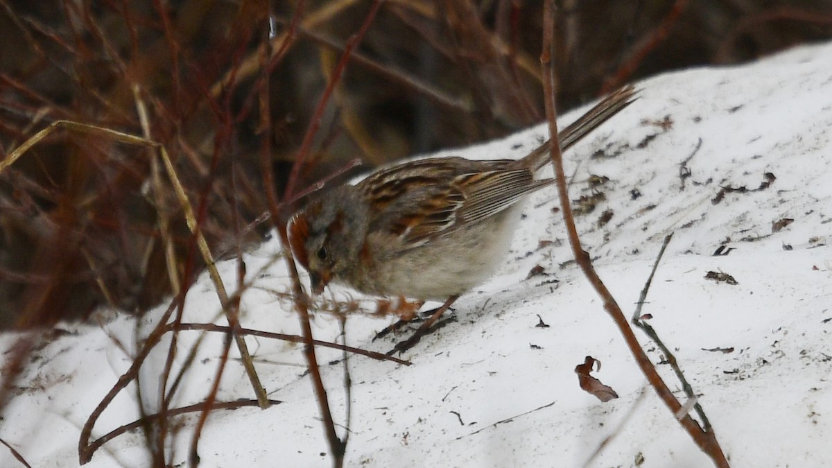 American Tree Sparrow - ML587219371