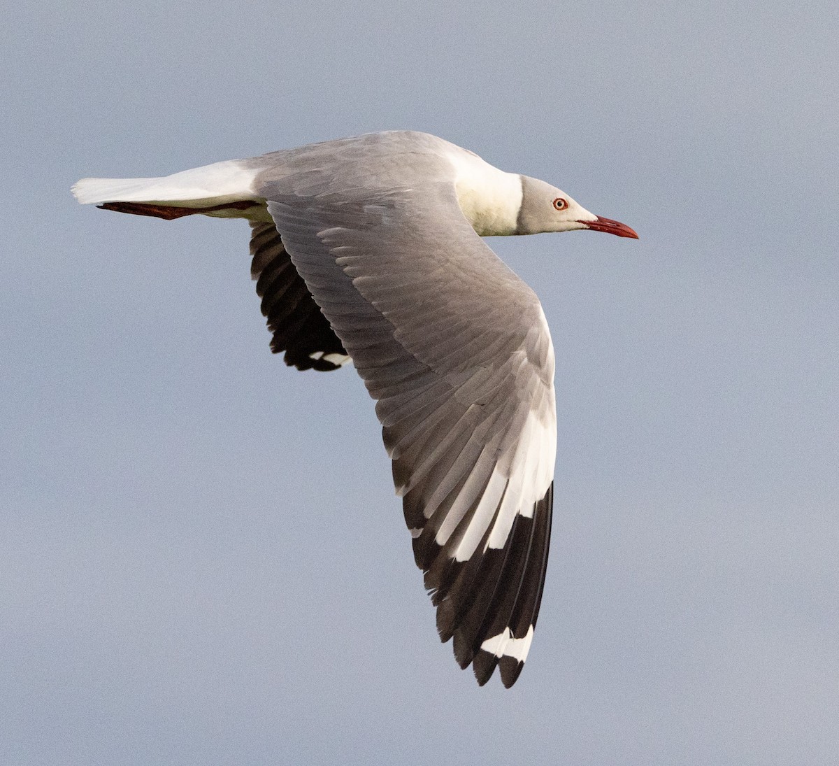 Gray-hooded Gull - ML587221301