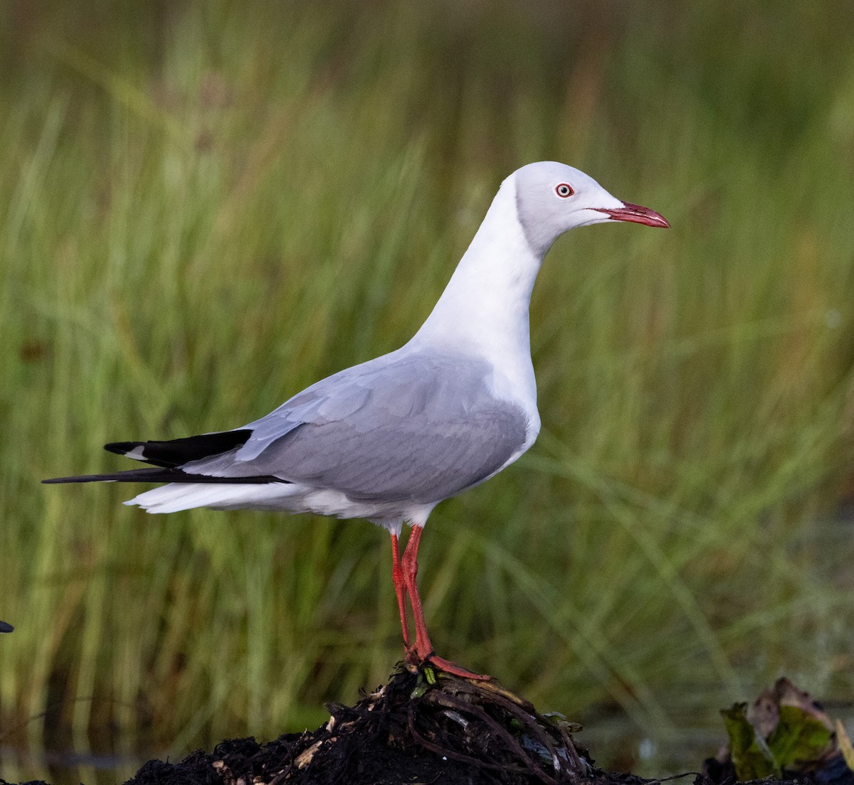 Gray-hooded Gull - Bernat Garrigos