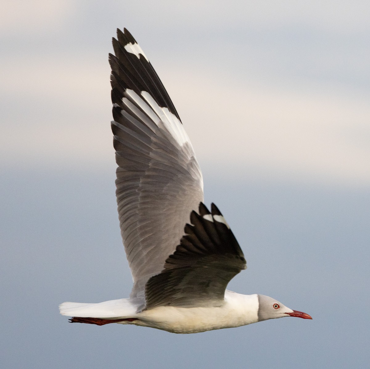 Gray-hooded Gull - ML587221321