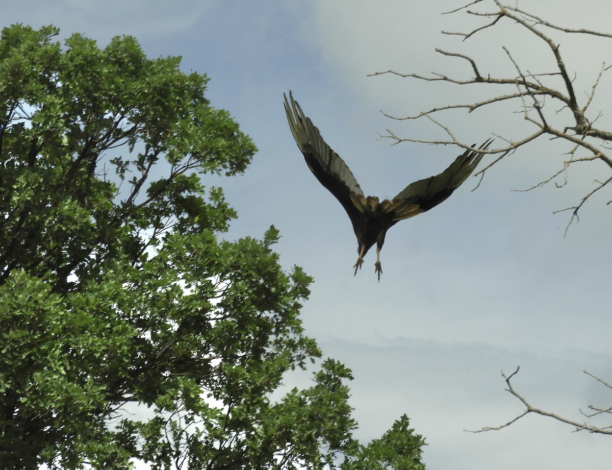 Turkey Vulture - Betsy Thorsteinson