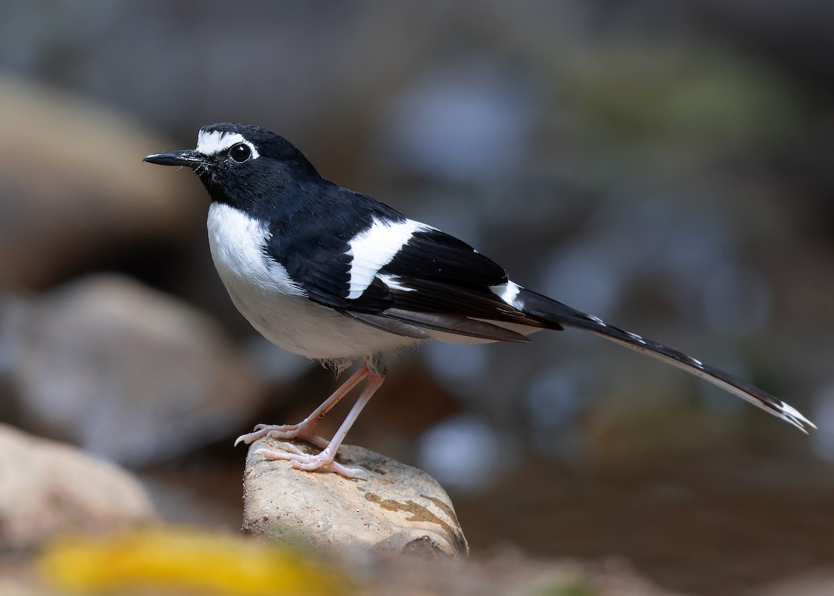 Black-backed Forktail - Ayuwat Jearwattanakanok