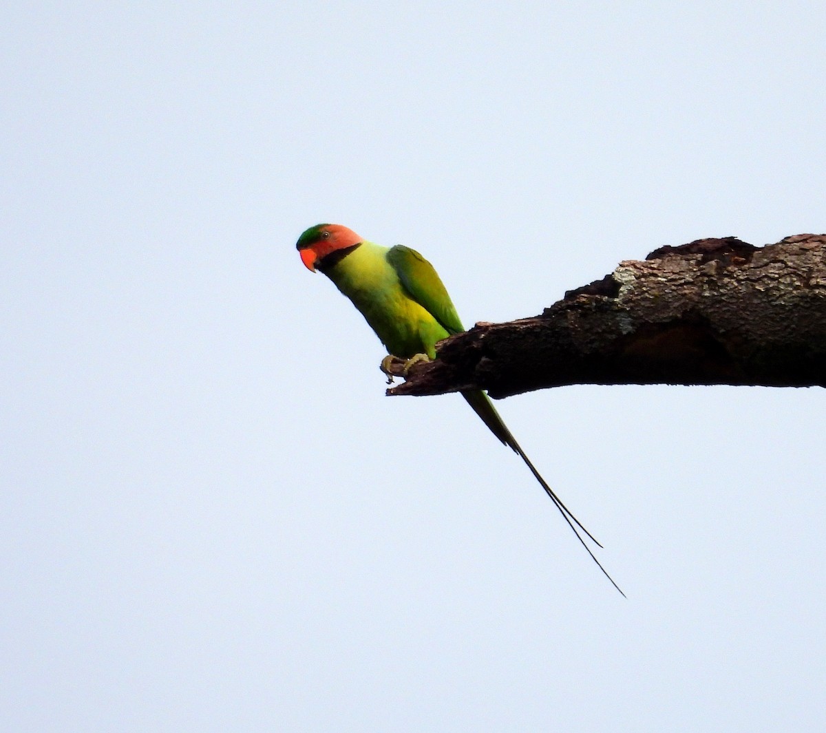 Long-tailed Parakeet - ML587224341