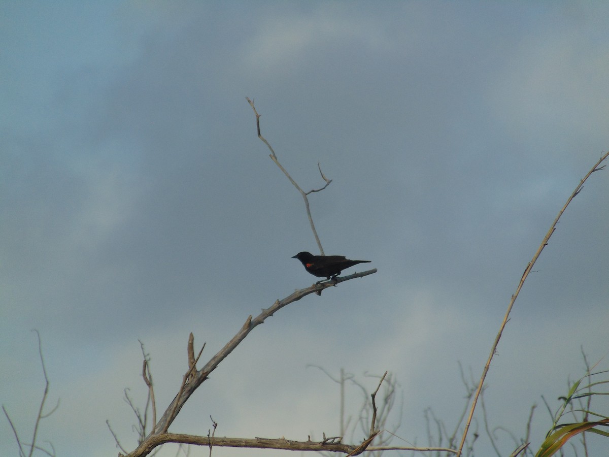 Red-winged Blackbird - ML587224761