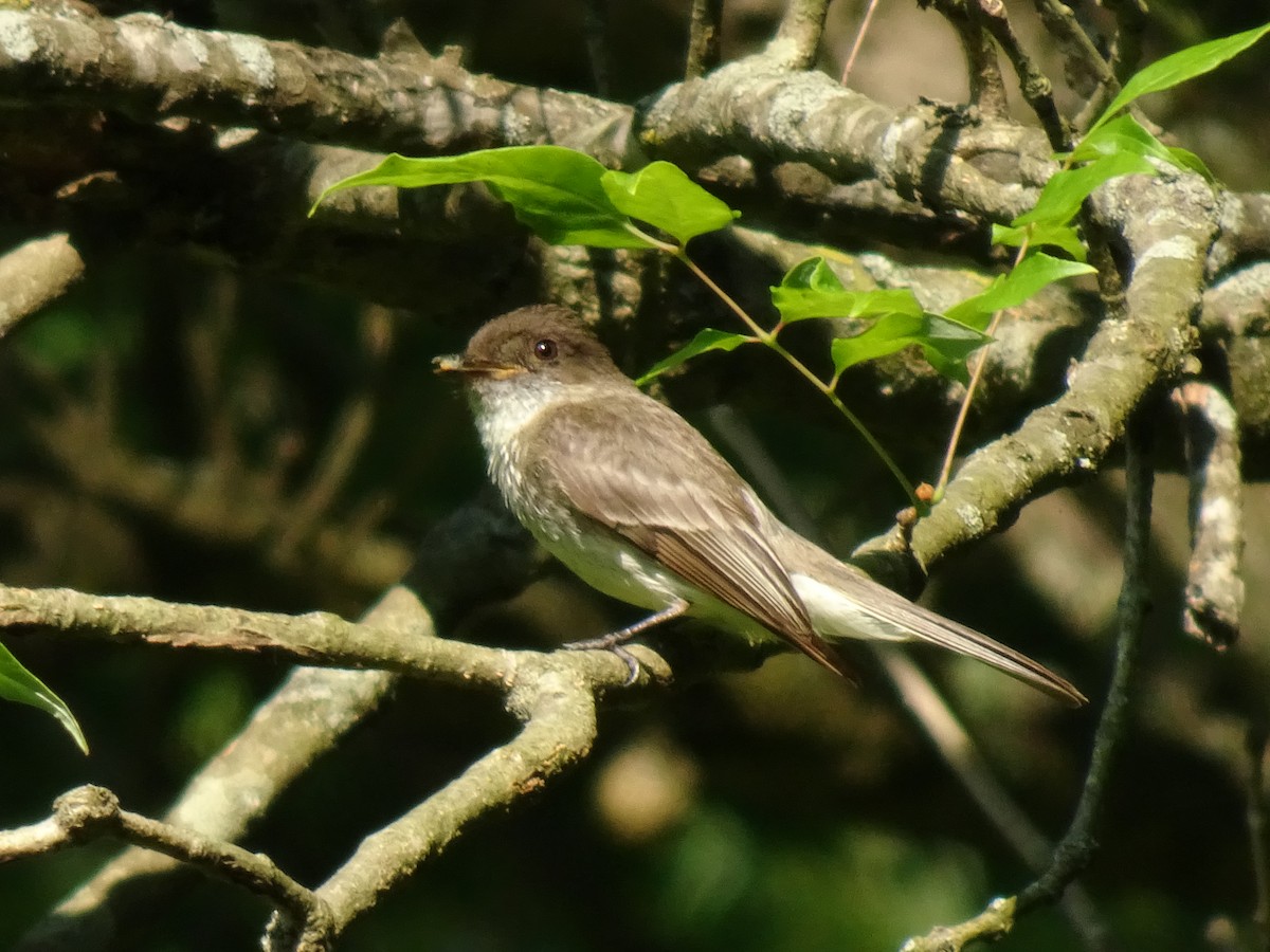 Eastern Phoebe - ML587224771