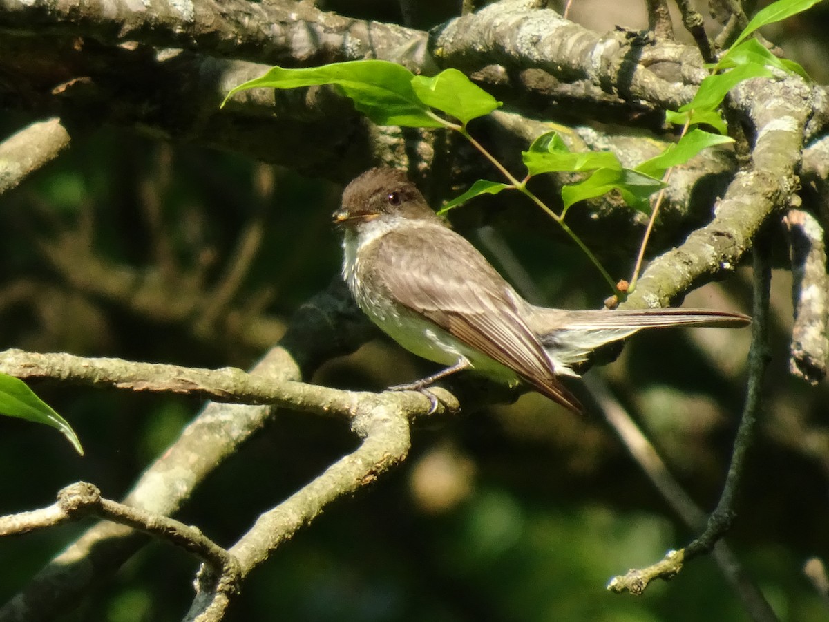 Eastern Phoebe - Randy Coons