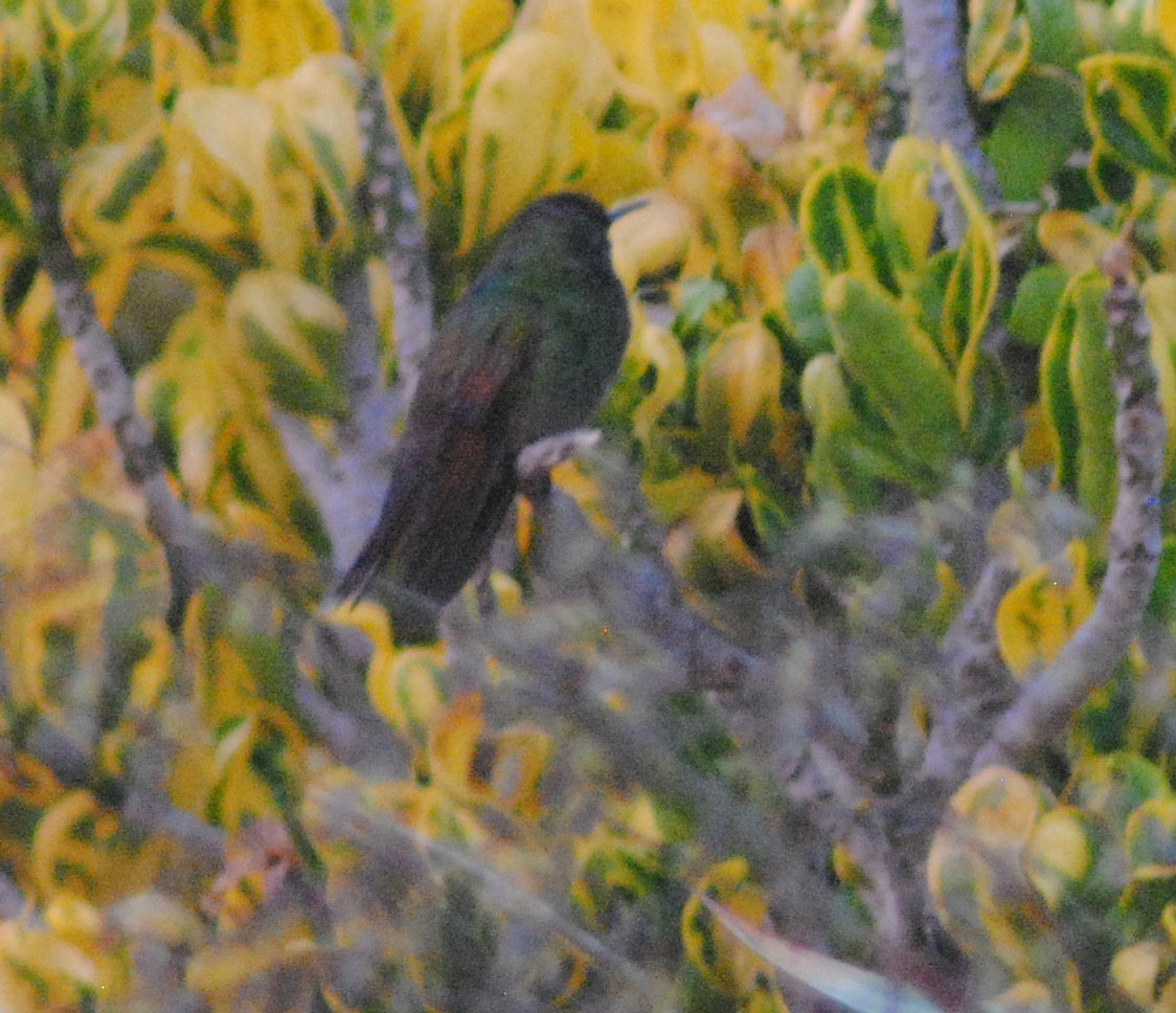 kolibřík mexický - ML587225921
