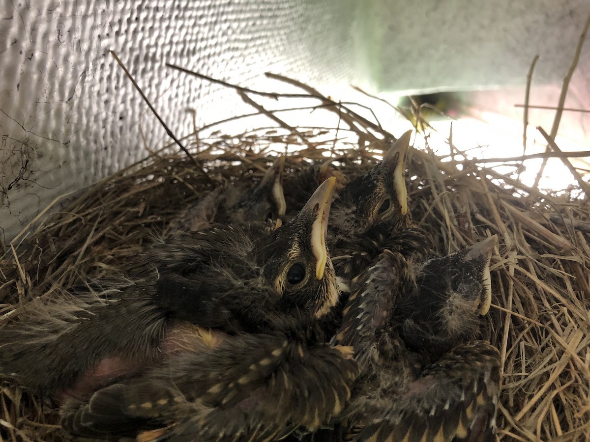 American Robin - ML587225941