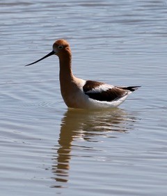 American Avocet - ML58722651