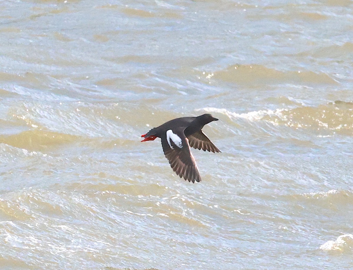 Pigeon Guillemot - ML587226891