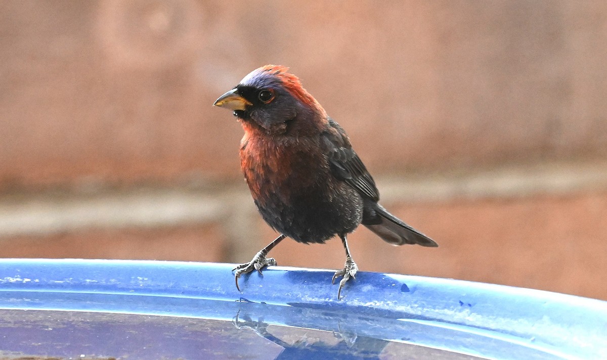 Varied Bunting - Carlotta Brandenburg