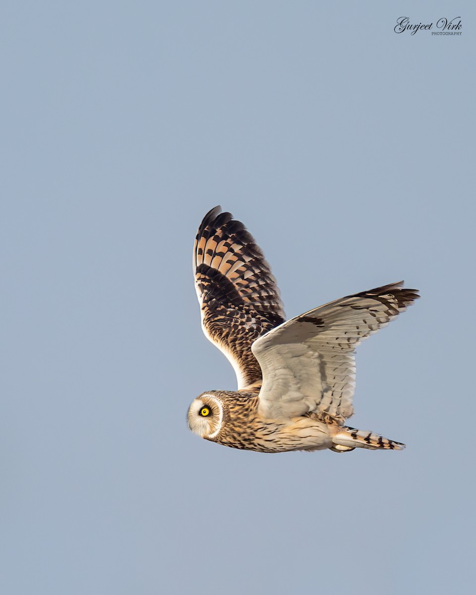 Short-eared Owl - ML587228151