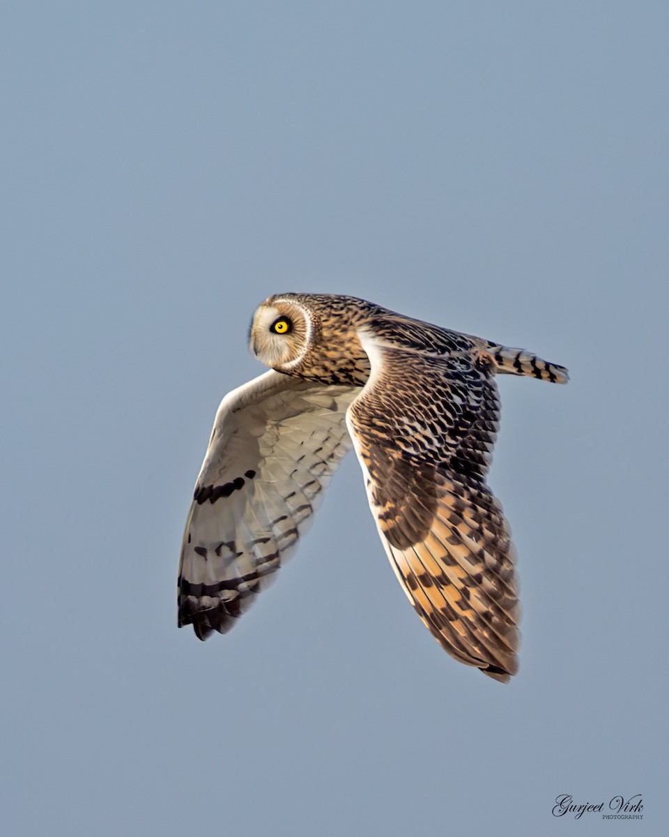 Short-eared Owl - ML587228171