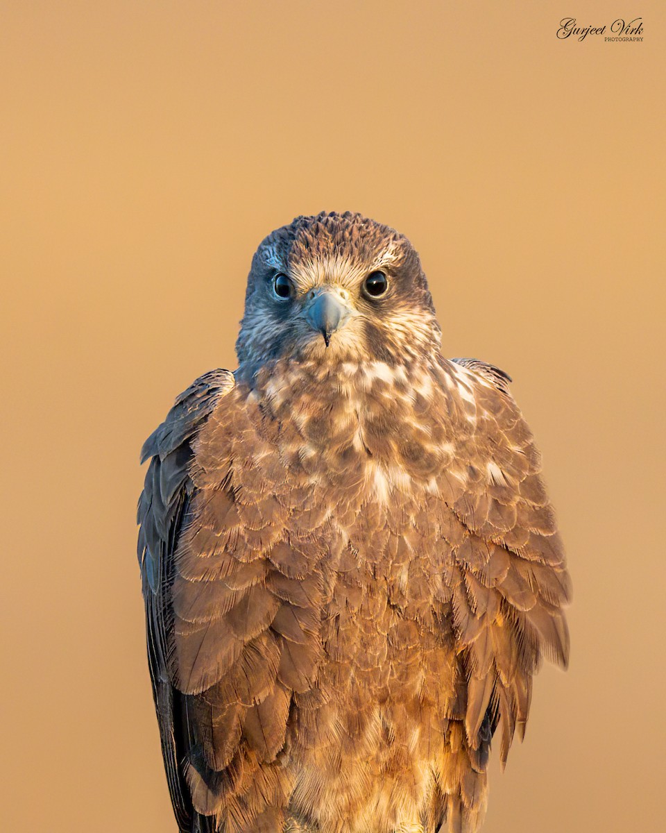 Laggar Falcon - Gurjeet  Virk